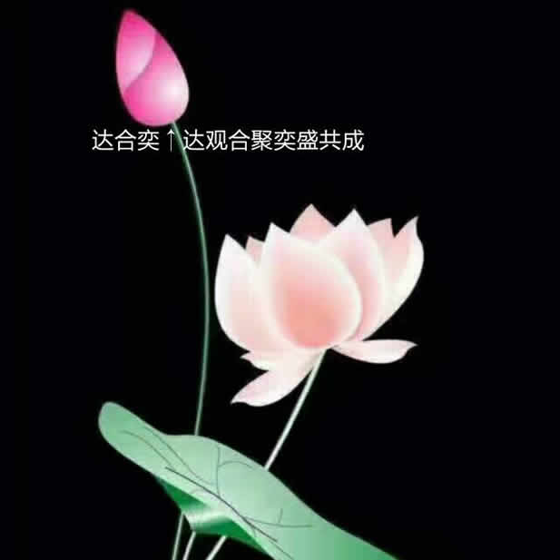 10荷花.jpg